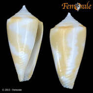 Image of cone snails