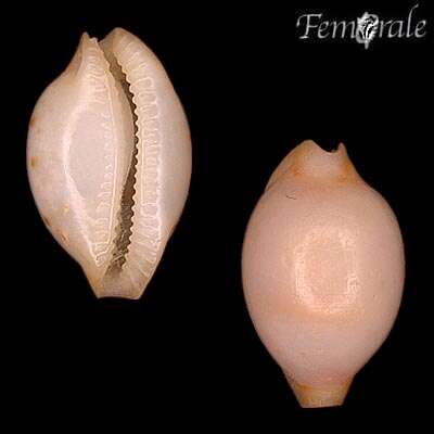 صورة Cypraea lisetae maricola Cate 1976