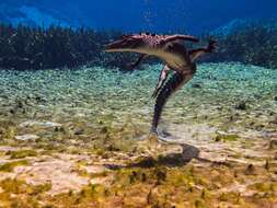 Image of American alligator