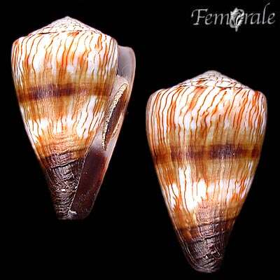 Image of cone snails