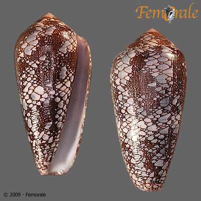 Image of Conus pennaceus praelatus Hwass 1792