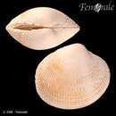 Image of Taca clam