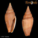 Image of Imbricaria bacillum (Lamarck 1811)