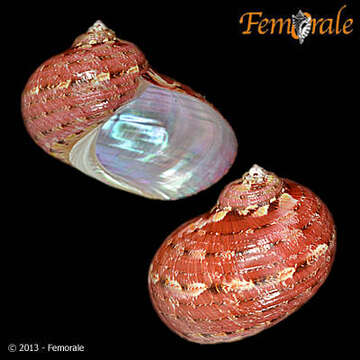 Image of Pseudostomatella Thiele 1924