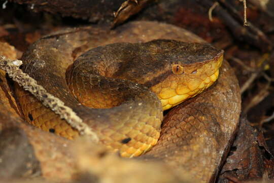 Image of Bothrocophias microphthalmus (Cope 1875)