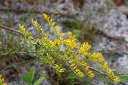 Image of Chapman's goldenrod