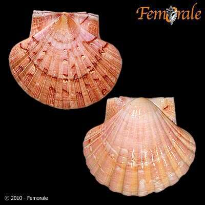 صورة Pecten O. F. Müller 1776