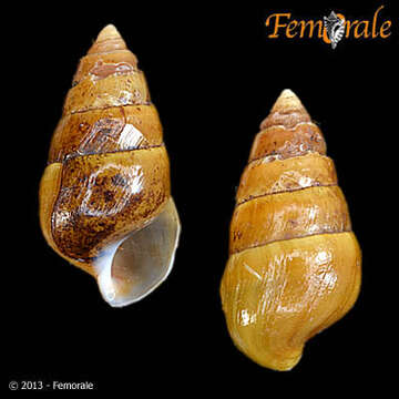 Image of Pleurocera Rafinesque 1818