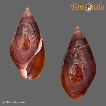 Image of unclassified Gastropoda