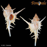 Image of <i>Chicoreus formosus</i> (Sowerby 1841)