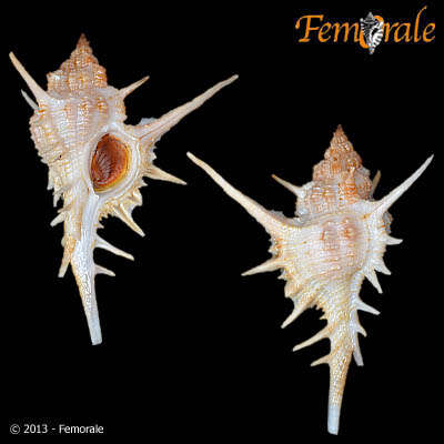 Image of <i>Chicoreus formosus</i> (Sowerby 1841)