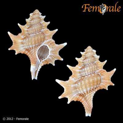 Image of triton shells