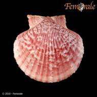 Imagem de Aequipecten P. Fischer 1886