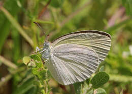 Image of Barred Yellow