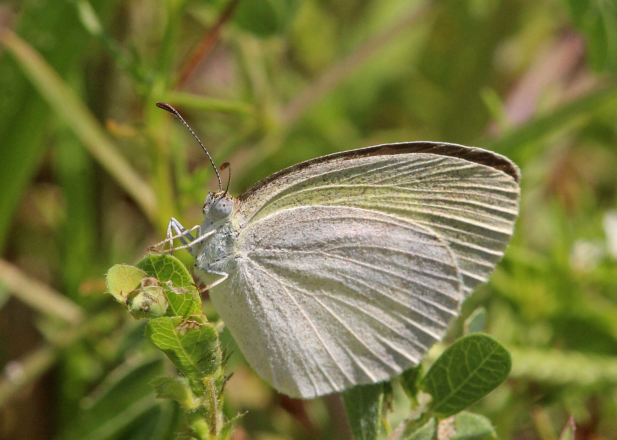 Image of Barred Yellow