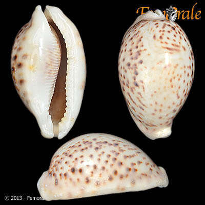 Image of cowrie