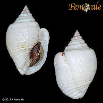 Image of Pseudolividae de Gregorio 1880