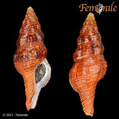 Plancia ëd Pustulatirus Vermeij & Snyder 2006