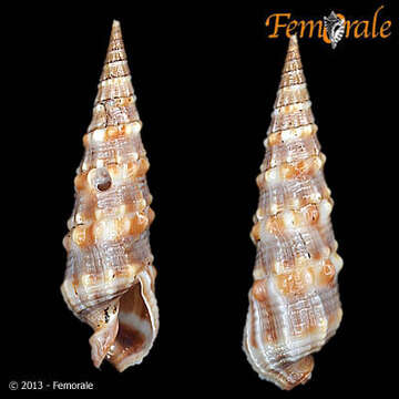 Image of Needle Whelks