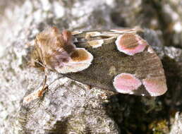 Image of peach blossom