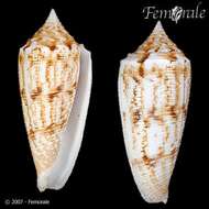 Image de Conus australis Holten 1802