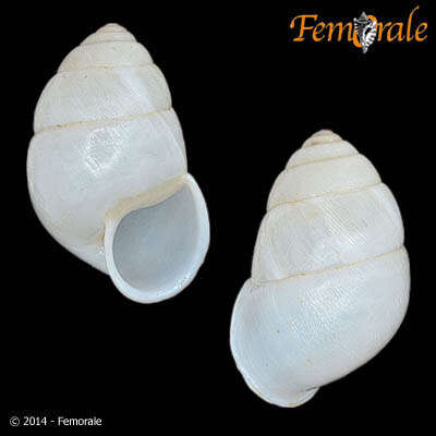 Image of Streptaxoidea J. E. Gray 1860