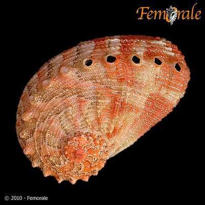 Image de Haliotoidea Rafinesque 1815