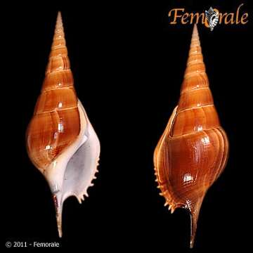 Imagem de Rostellariidae Gabb 1868