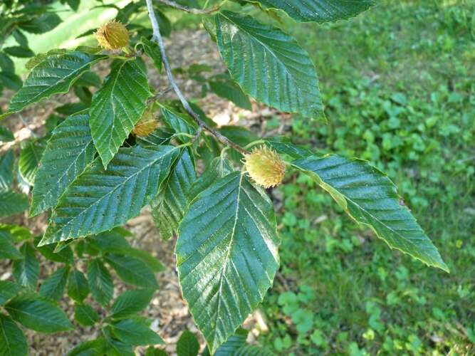 Слика од Fagus grandifolia Ehrh.