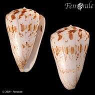 Image of cone snails