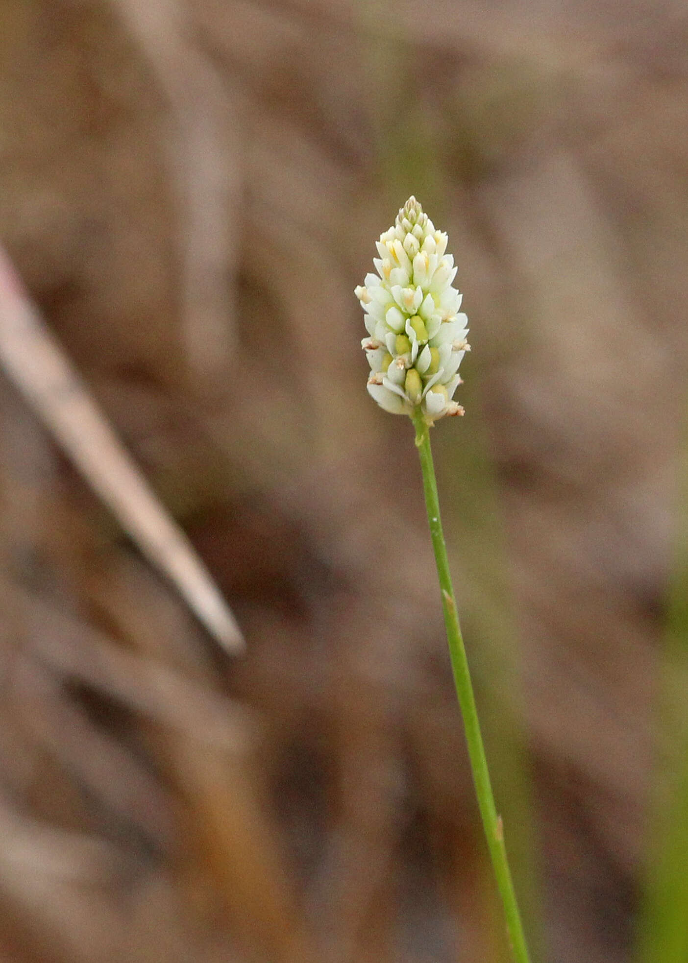 Plancia ëd Polygala setacea Michx.