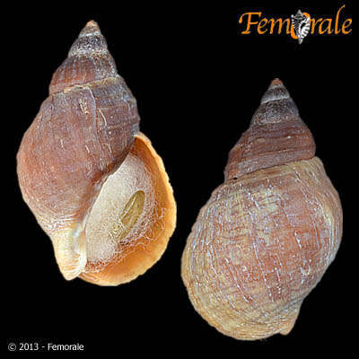 Image of Buccinum Linnaeus 1758