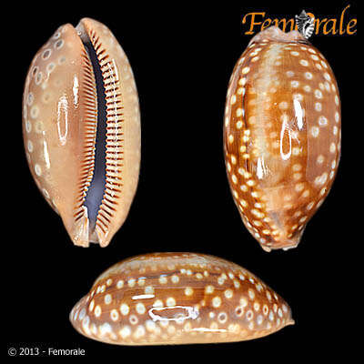 صورة <i>Cypraea zebra</i> L. 1758