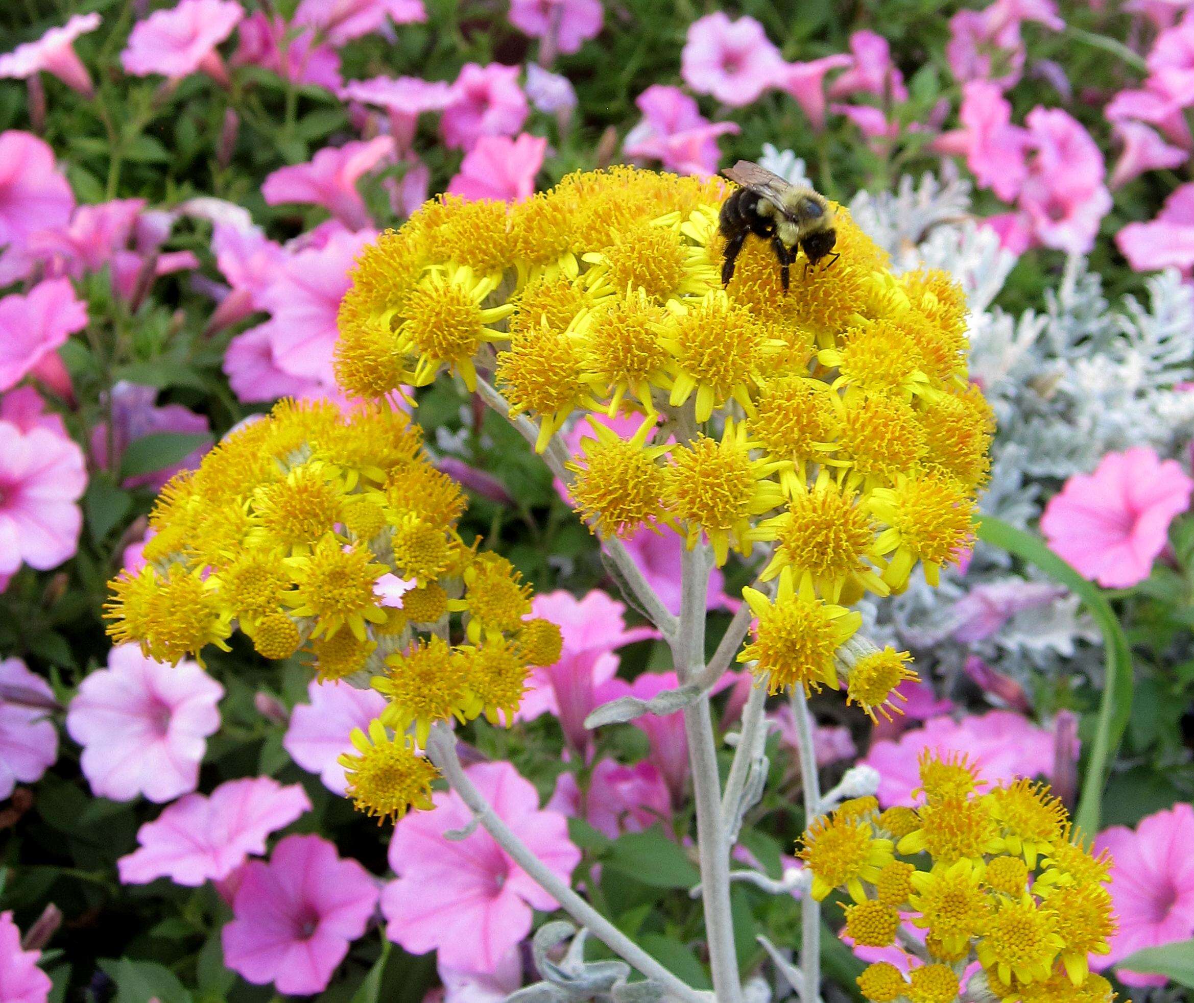 Centaurea cineraria L. resmi