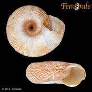 Image of Helicellidae