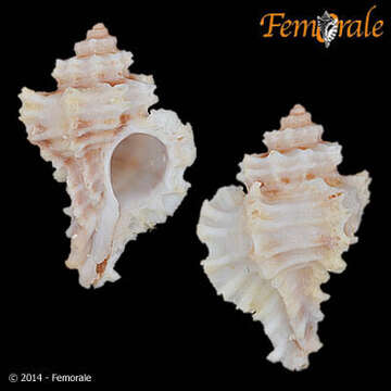 Image of Murex Snails