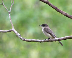 Image of Eastern Phoebe