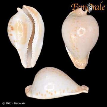 Image of Orthogastropoda