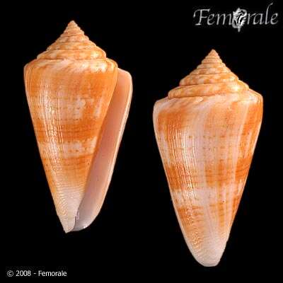 Image of Conus xanthocinctus Petuch 1986