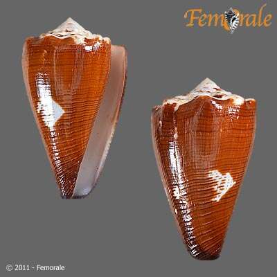 Image de Conus brunneus W. Wood 1828