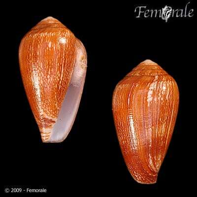 Image of cone snails