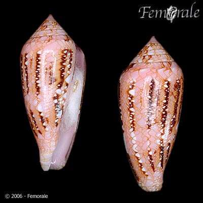 صورة Conus legatus Lamarck 1810