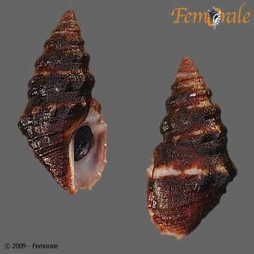 Plancia ëd Crassispira rudis (G. B. Sowerby I 1834)