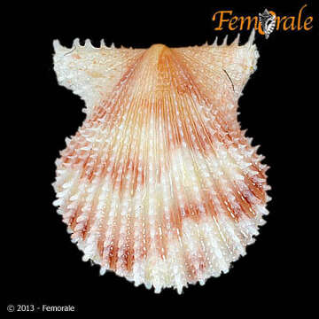 Image of <i>Lindapecten exasperatum</i> (Sowerby 1842)