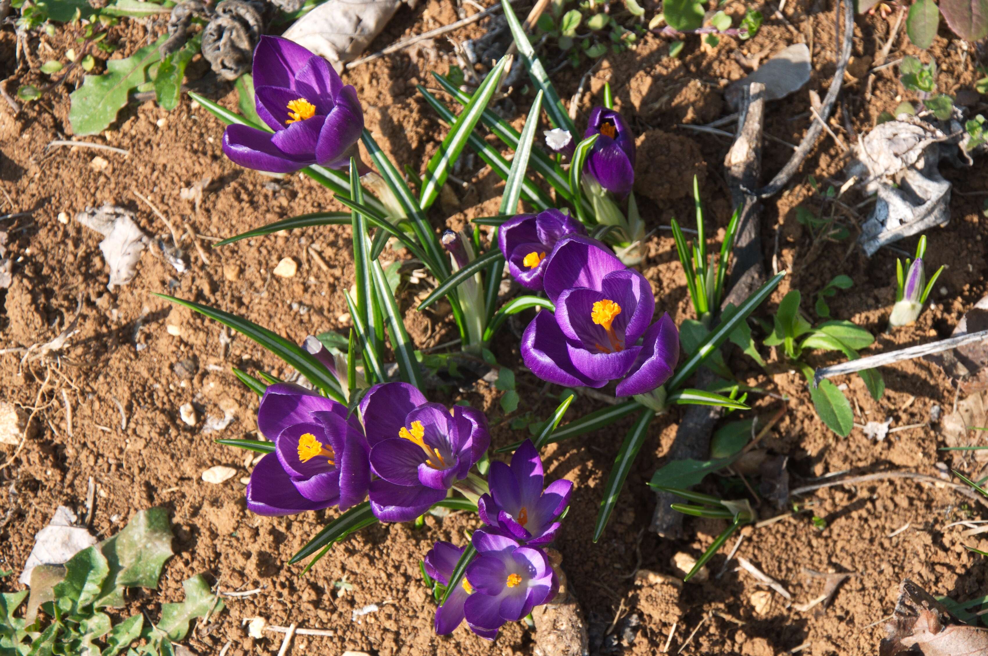 Image of dutch crocus, spring crocus