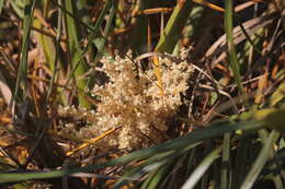 Imagem de Phoenix loureiroi var. pedunculata (Griff.) Govaerts