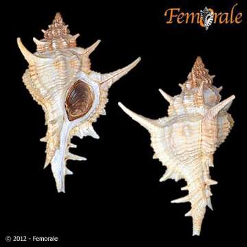 Image of <i>Chicoreus formosus</i> (Sowerby 1841)