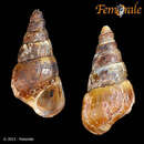Image of Pleurocera acuta Rafinesque ex Blainville 1824
