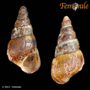 Image of unclassified Gastropoda