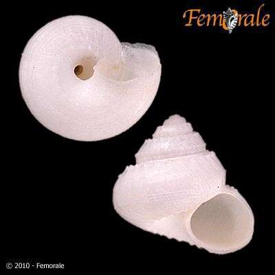 Image of Solariellidae Powell 1951